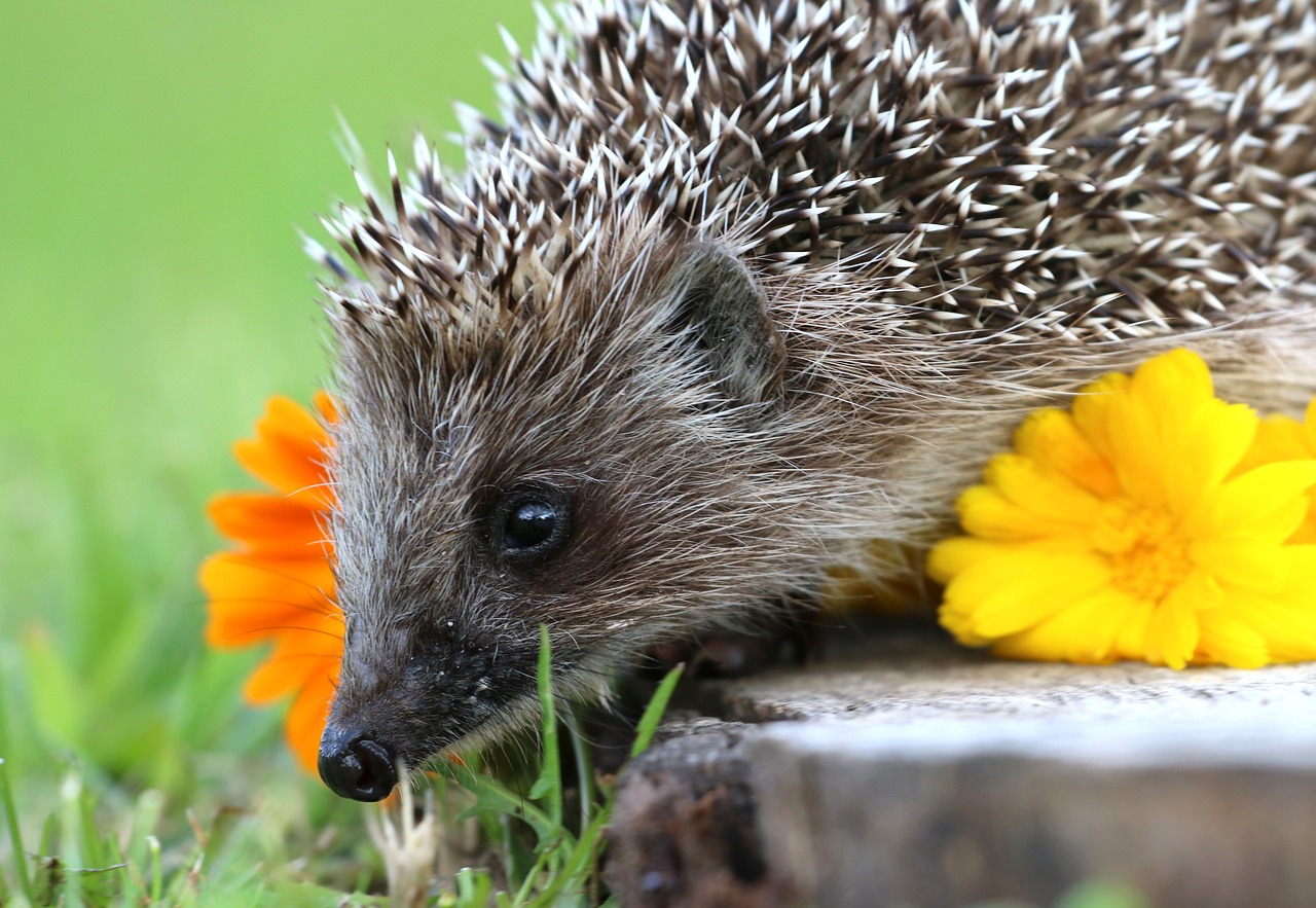 Adorable Hedgehog Crafts for Kids